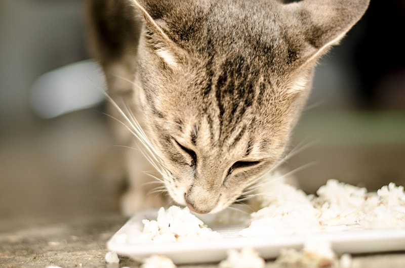 The cat is eating rice on a white container