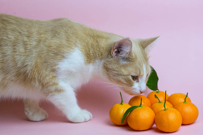 The ginger cat hunts tangerines. Cat who loves mandarins