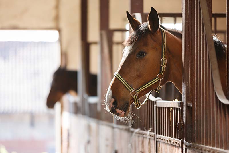 The horse peeking out of the stall