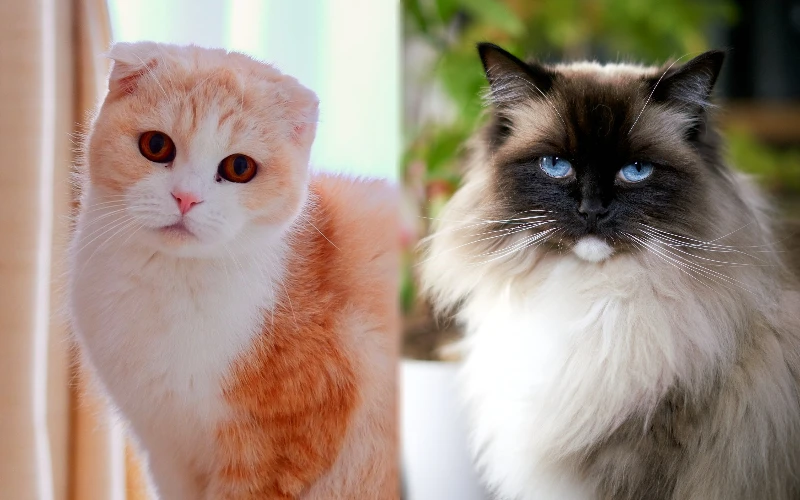 The parent breeds of Scottish Fold Ragdoll Mix - Featured Image
