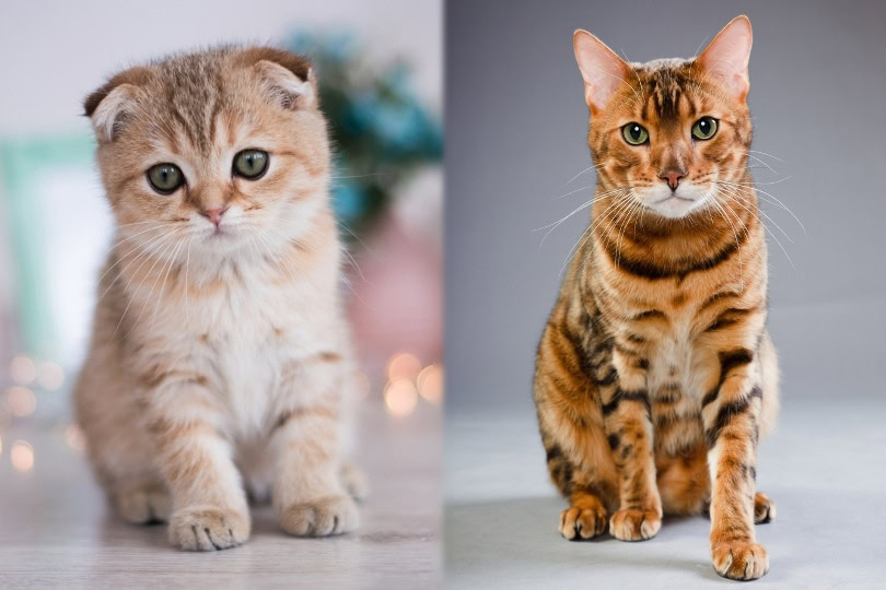 Munchkin and Bengal Cat