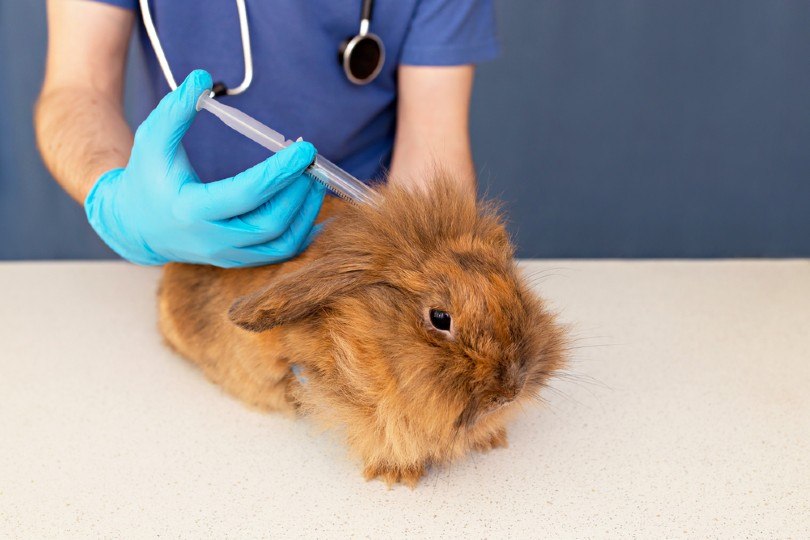 The vet gives an injection to a rabbit