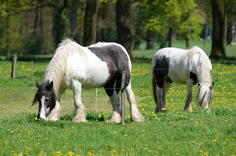 Two Irish vanner gypsy horses grazing in a meadow