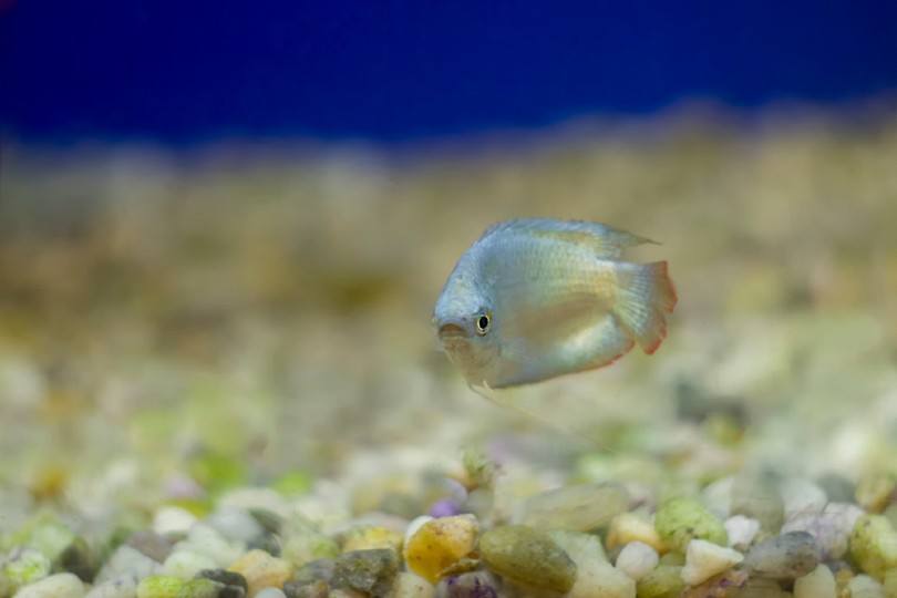 Thick-Lipped Gourami