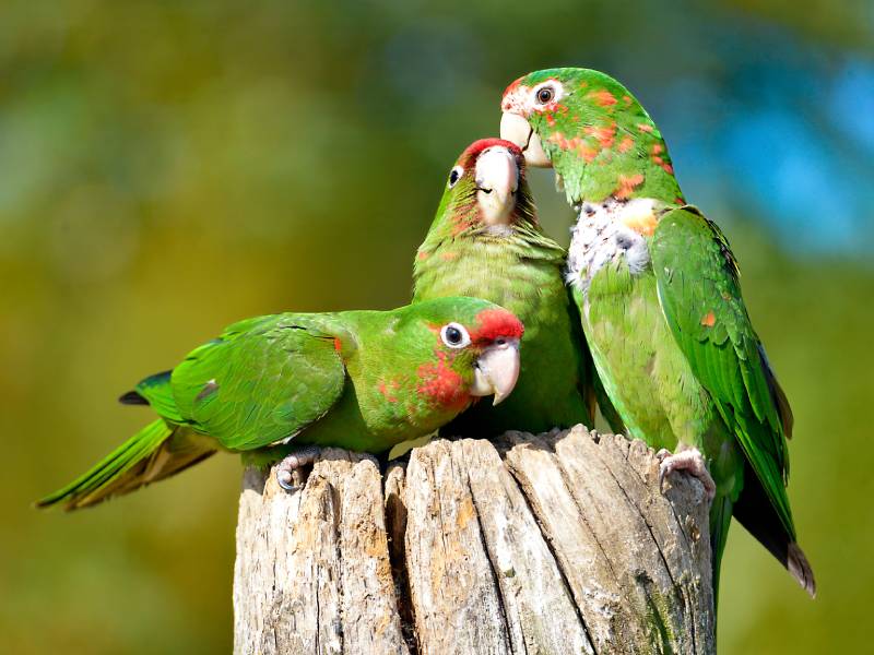 Three Mitred Parakeets