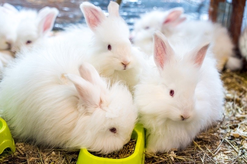 Three-funny-fluffy-Angora-rabbit_Zanna-Pesnina_shutterstock