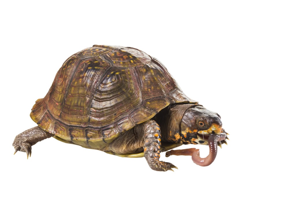 Three-toed Box Turtle (terrapene carolina triunguis) chews earthworm on a white background