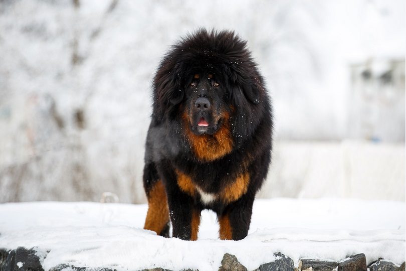 Tibetan-Mastiff_Tatyana Kuznetsova, Shutterstock