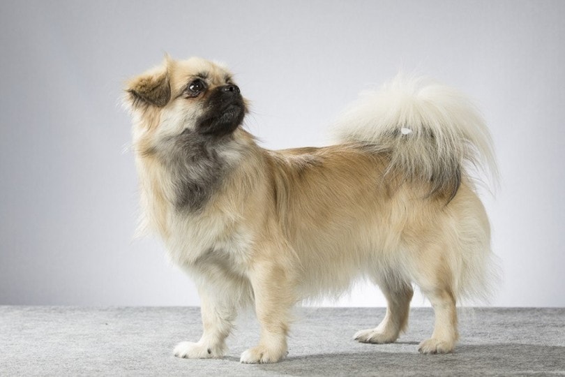 Tibetan Spaniel