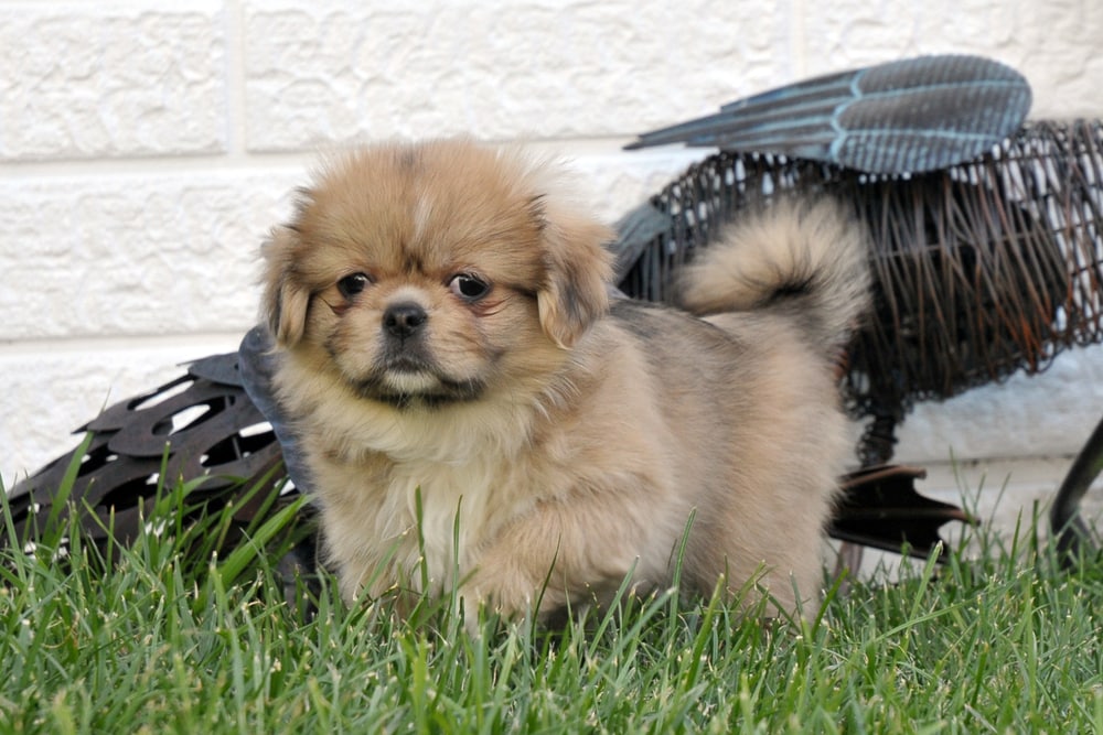 Tibetan Spaniel puppy