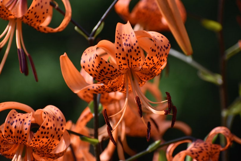 Tiger lily plants