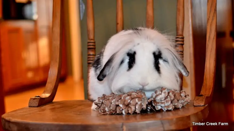 Timber Creek Farmer Pine Cone Rabbit Treats