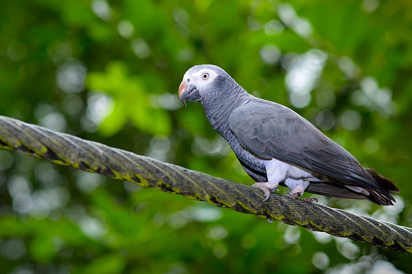 Timneh African Grey