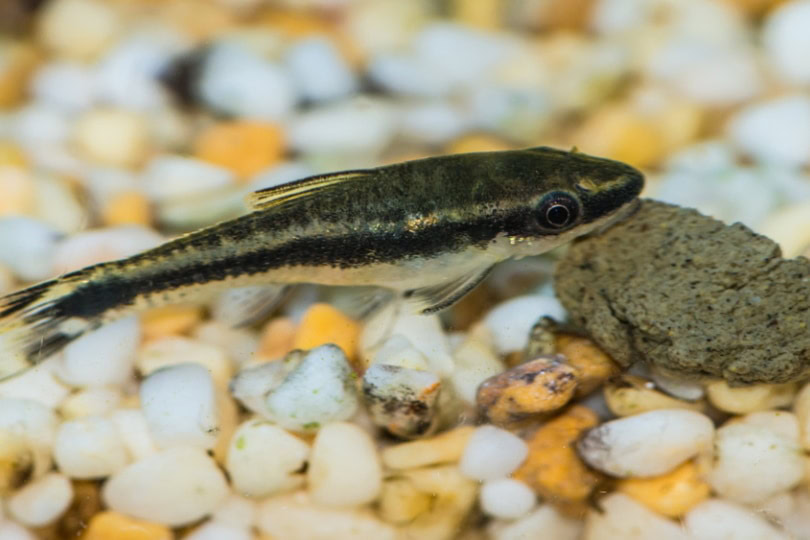 Tiny fish taking bite off algae wafer