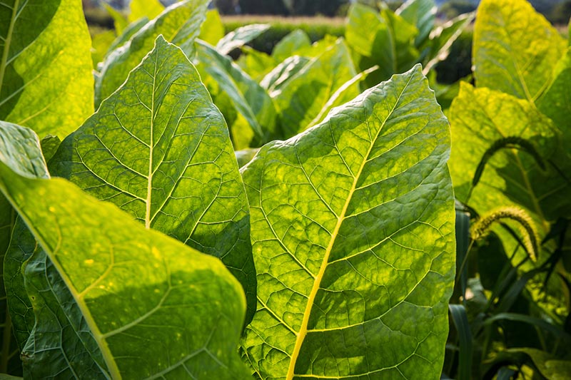 Tobacco fields in the field
