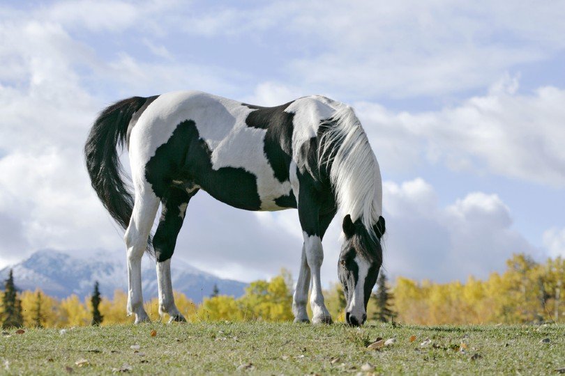 Tobiano Pinto Stallion