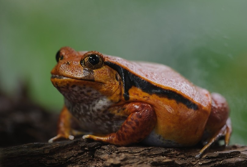 Tomato Frog