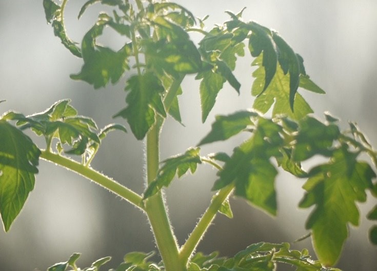 Tomato leaf and stem
