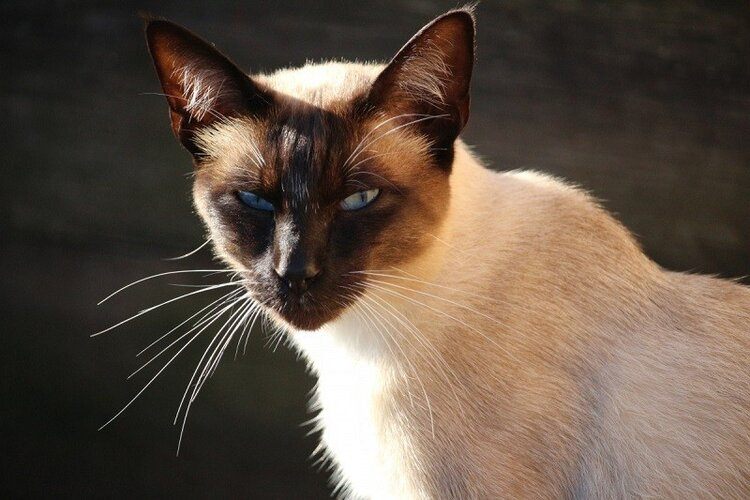 Tonkinese cat face