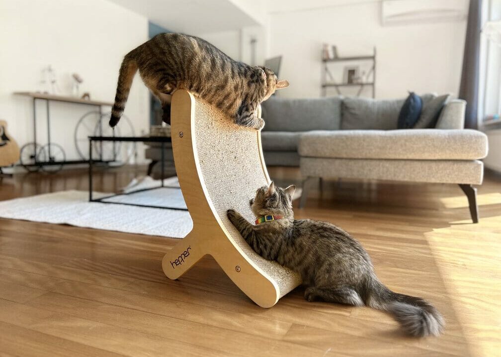 Tony and Cheetah playing on Hepper Hi Lo Cat Scratcher