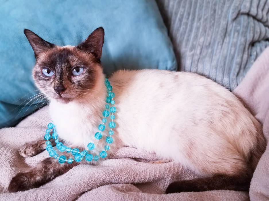 Tortie Point Siamese