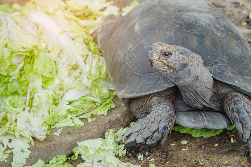Tortoise Beside Cabbage