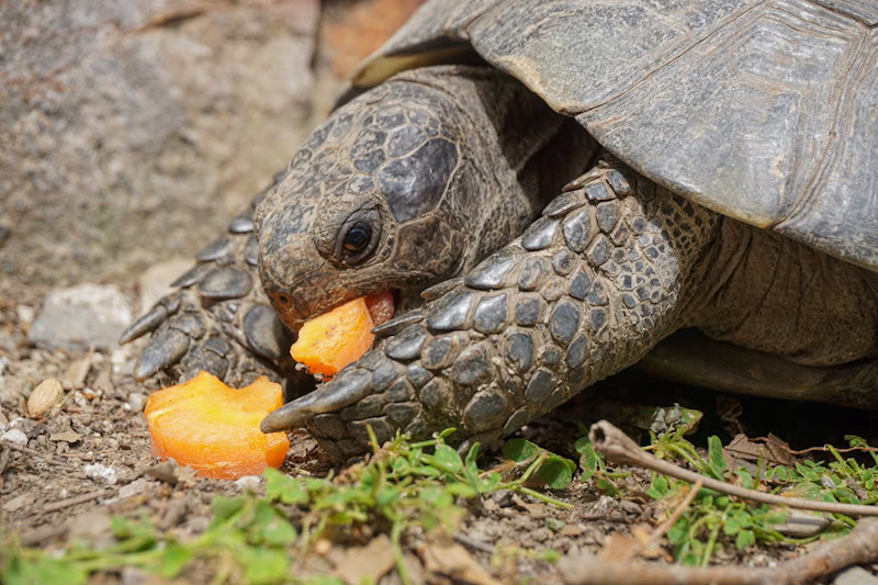 Tortoise eating carrot