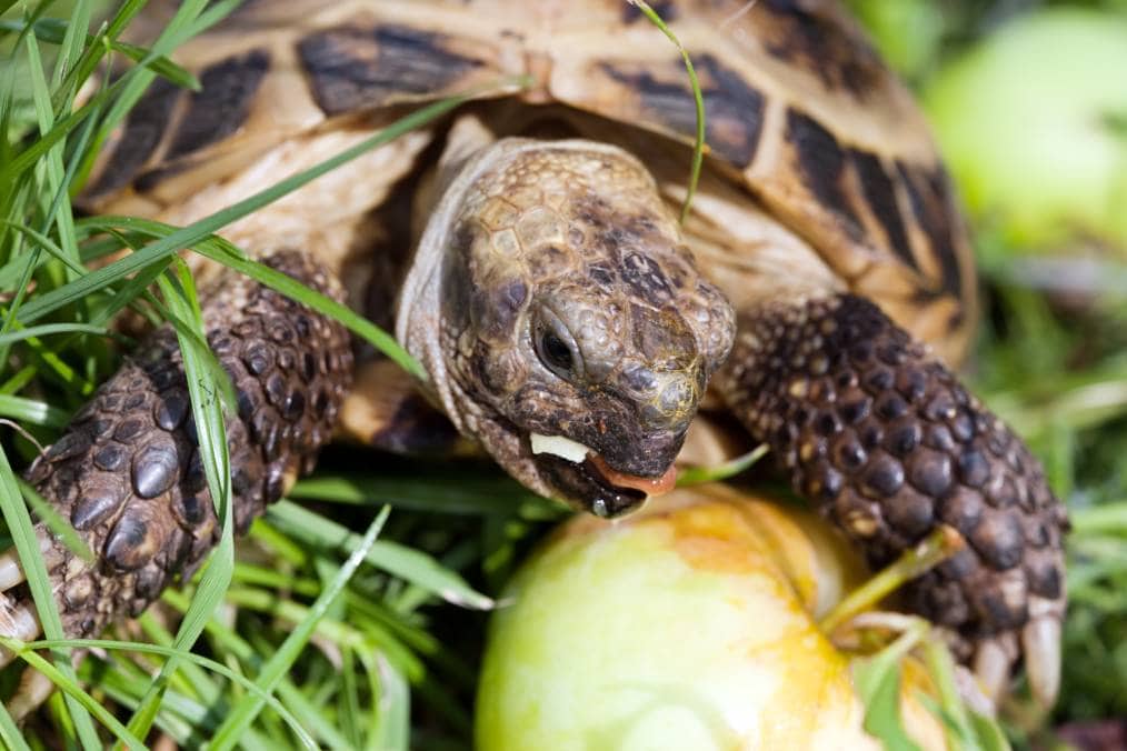 Tortoises eating apple closeup_Oleg Kozlov_Shutterstock