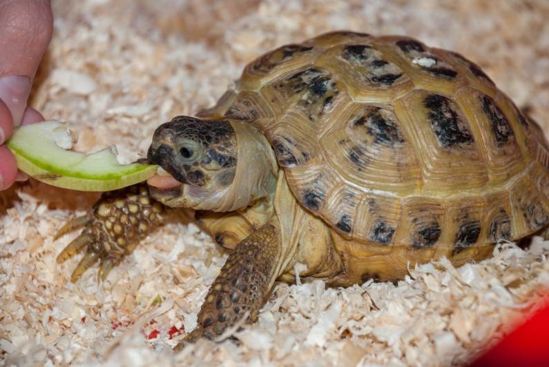 Tortoises eating apple_Pavel Kruglov_Shutterstock