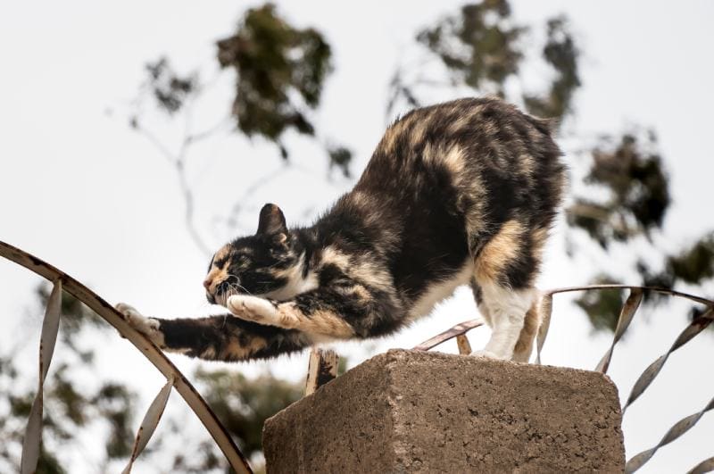 Tortoiseshell Longhair Manx