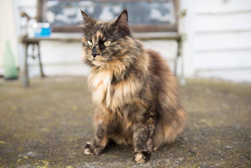 Tortoiseshell Norwegian Forest Cat