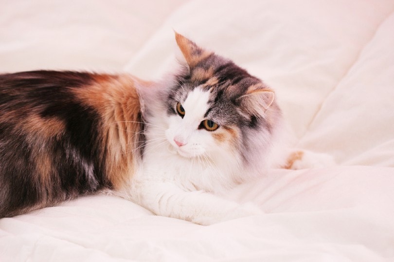 Tortoiseshell and White Norwegian Forest Cat