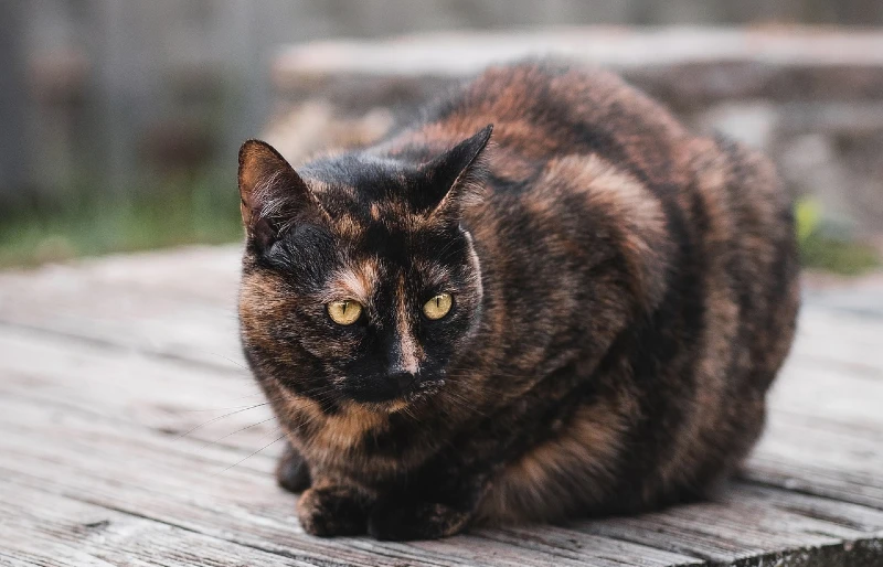 Tortoiseshell cat on a wooden walkway
