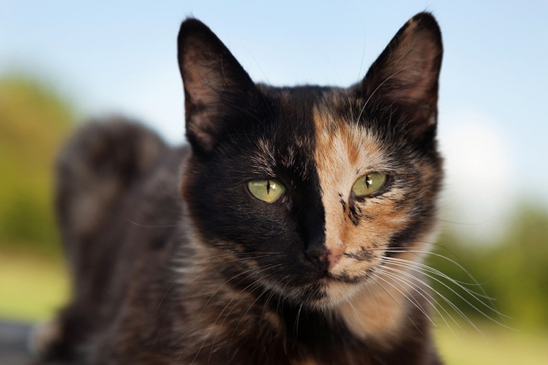 Tortoiseshell cat outdoors