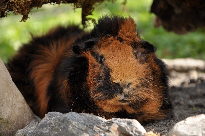 Tortoiseshell guinea pig