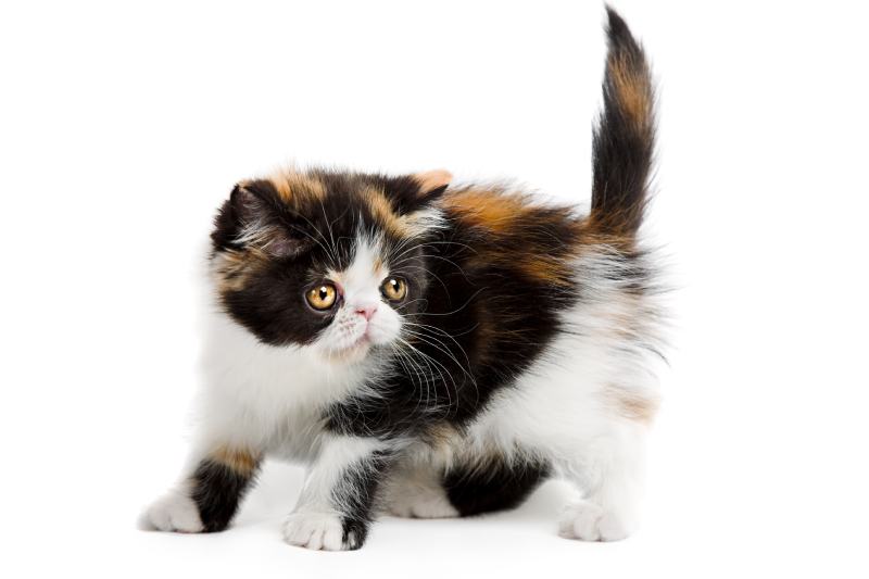 Tortoiseshell persian kitten
