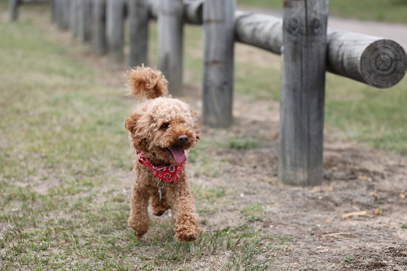 Toy Poodle Walking