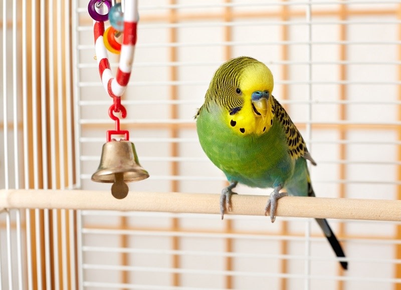 Toys for Parakeet