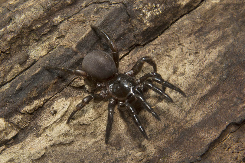 Trap Door Spider