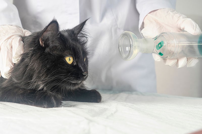 Treating a cat for asthma with an inhaler