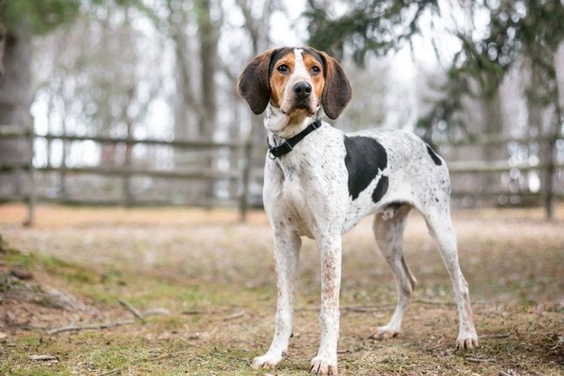 Treeing Walker Coonhound_Mary Swift, Shutterstock