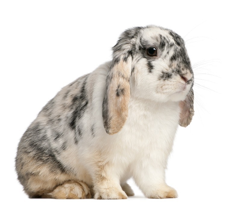 Tri Color Spotted French Lop rabbit_Eric Isselee_shutterstock
