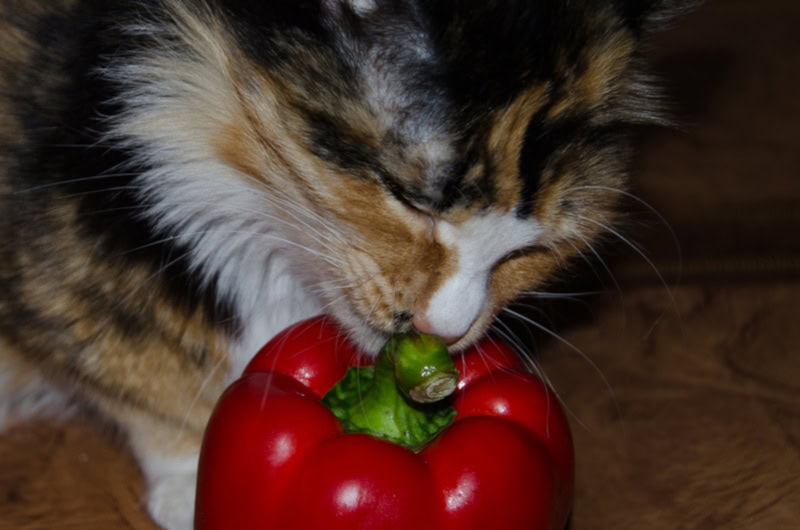 Tricolor cat biting into a bell pepper