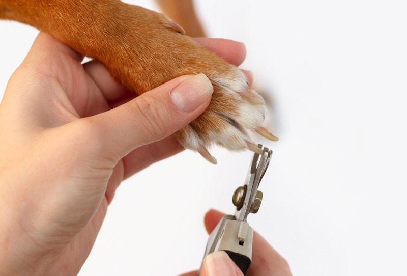 Trimming dog claws