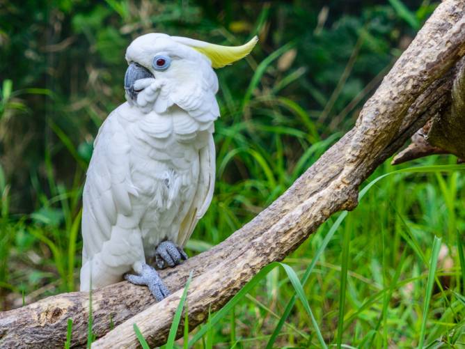Triton Cockatoo