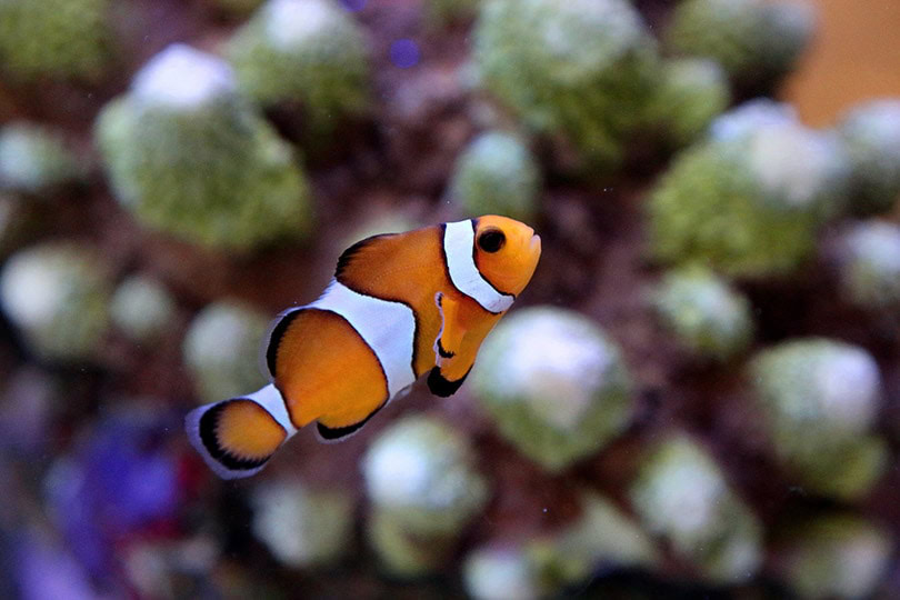True Percula Clownfish in a tank