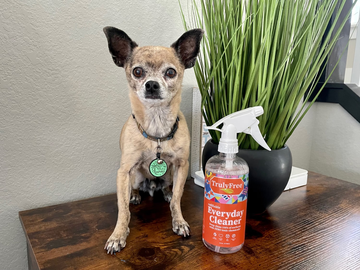 Truly Free Home Pet Cleaning Kit - papyrus and everyday cleaner product