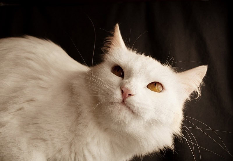 Turkish Angora