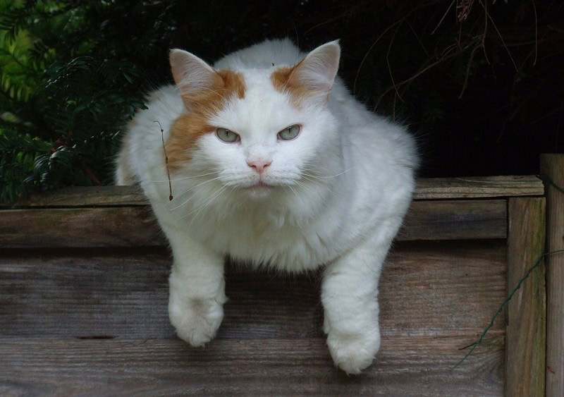 Turkish Van_platinumportfolio, Pixabay