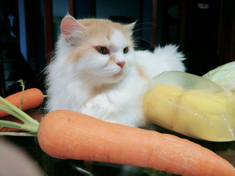Turkish Van Cat with Vegetables